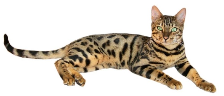 Kot bengalski
Krzyżówka kota domowego z azjatyckim...