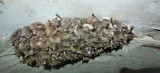 Olsztyn: Znaleziono największe zimowisko nietoperzy