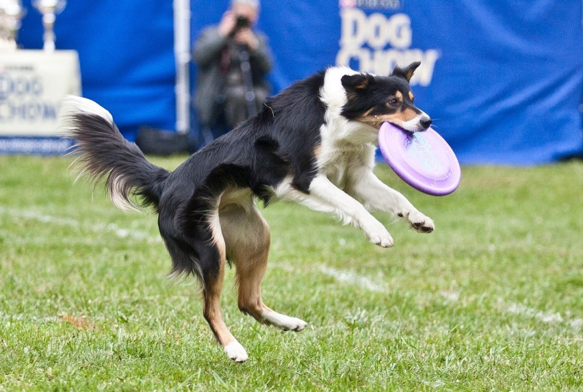 „Latające Psy” to seria imprez, podczas których psy...