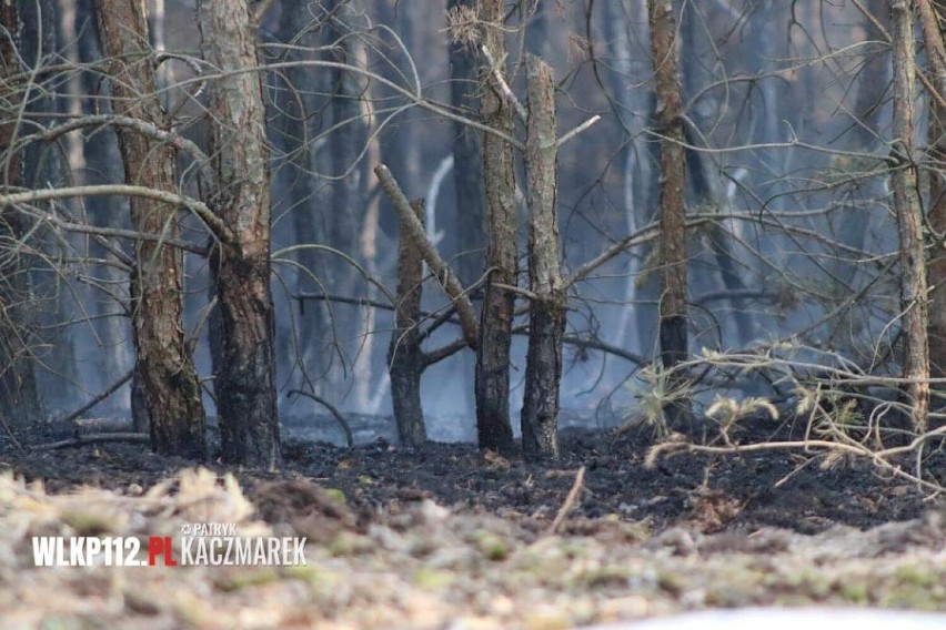 Pożar w Kaszczorze. Spaleniu uległo 35 arów lasu