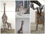 W zoo w Opolu urodziło się ósme żyrafiątko! [wideo]