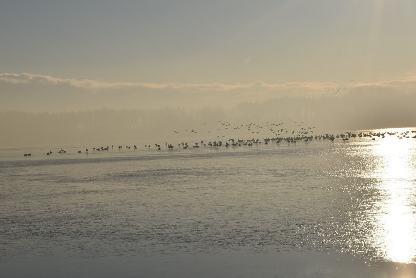 Zimowy spacer nad jezioro. Zobaczcie, jak wygląda plaża miejska w Człuchowie podczas mrozu! ZDJĘCIA