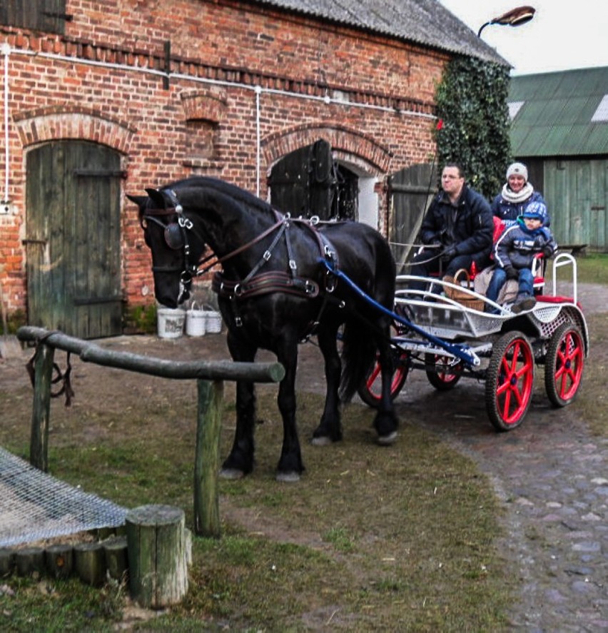 Koniarskie święta w gm. Pniewy