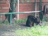 Narodziny w Ośrodku Hodowli Żubrów