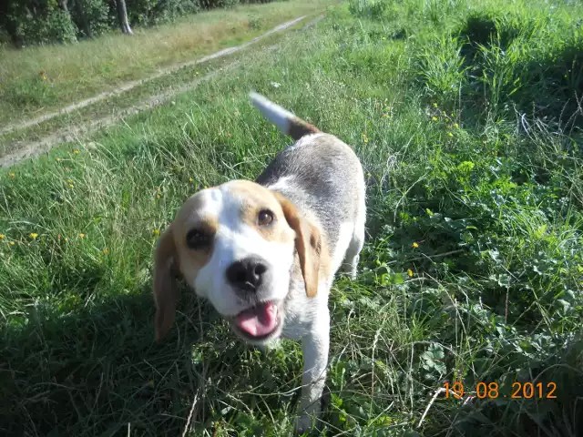 Figa - zaginiona suczka rasy beagle