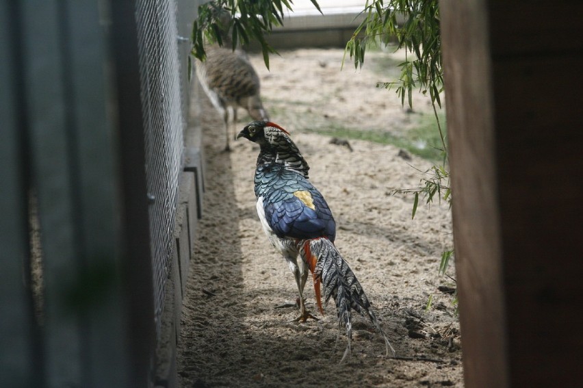 Pierwsi mieszkańcy Mini ZOO w Legnicy (ZDJĘCIA)