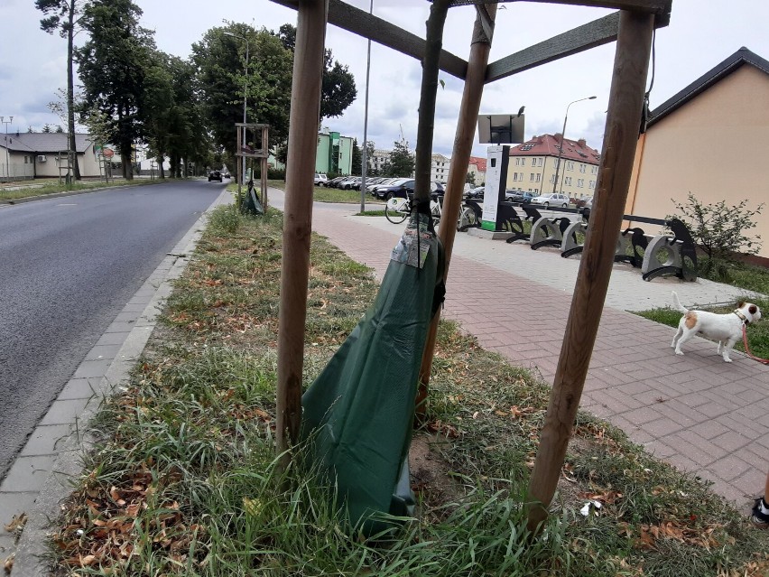 Worki na wodę mają ratować miejskie drzewka w Szczecinku. Trzymamy kciuki [zdjęcia]