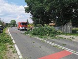 Popołudniowa burza nad regionem łamała konary