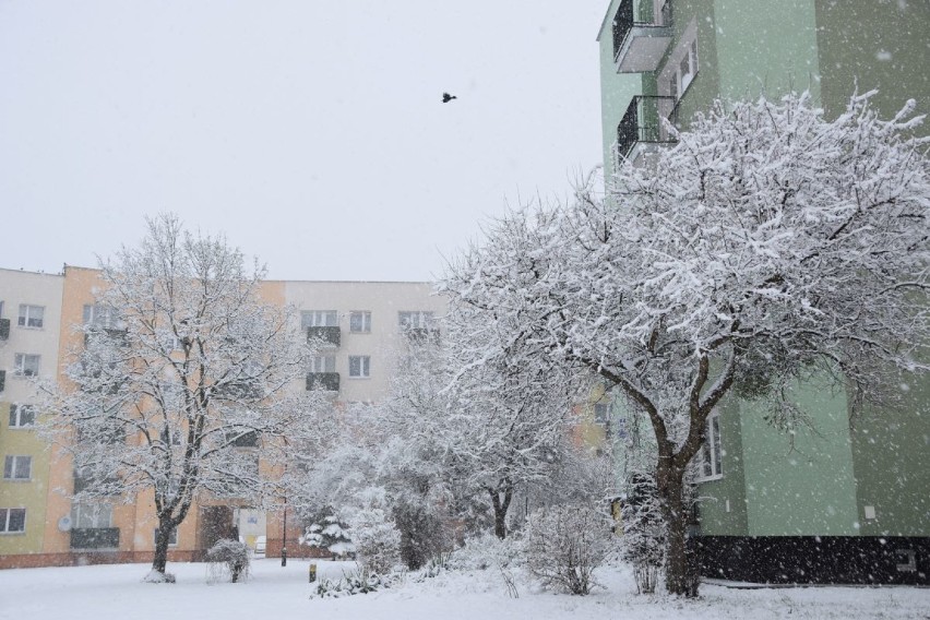Chełm. Biały puch przykrył drzewa, ulice i trawniki. Zobacz jak wygląda chełmskie osiedle XXX-lecia w zimowej szacie 