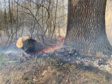 Pod Twardogórą płonął las i nieużytki. W akcji samolot gaśniczy (FOTO)    