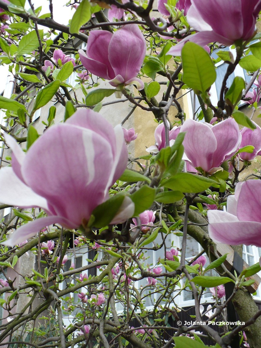 Czas kwitnących magnolii. W Szczecinie znika symbol i ozdoba miasta?