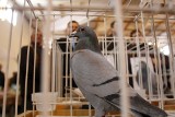 Gołębie piękności w Legnicy (ZDJĘCIA)