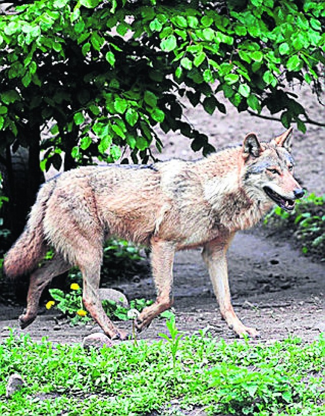 Wilki grasujące na północy Wielkopolski w okolicach Piły spowodowały paniczną ucieczkę jeleni i danieli na południe województwa.