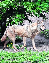 Rośnie populacja dzikich zwierząt w naszym powiecie!