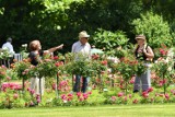 Rosengarten w Forst. Ogród różany w rozkwicie i wspaniałe kwietne łąki. Z Żar to tylko 40 kilometrów 