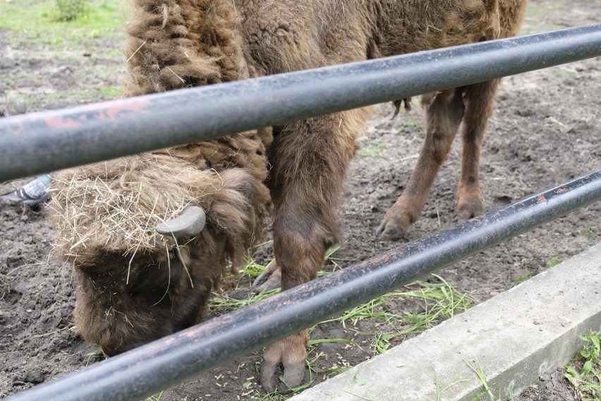 Zdechła żubrzyca Polewka z toruńskiego zoo. Była jednym z...