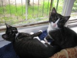 Dwa młodziutki kotki z bytomskiego schroniska czekają na swój nowy dom