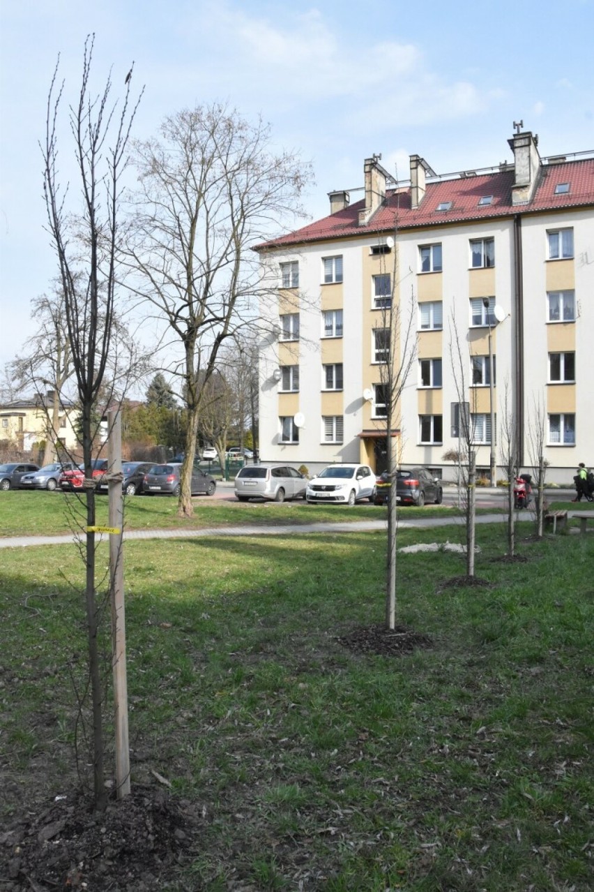 Trwa przedwiosenne sadzenie drzew w Czerwionce-Leszczynach