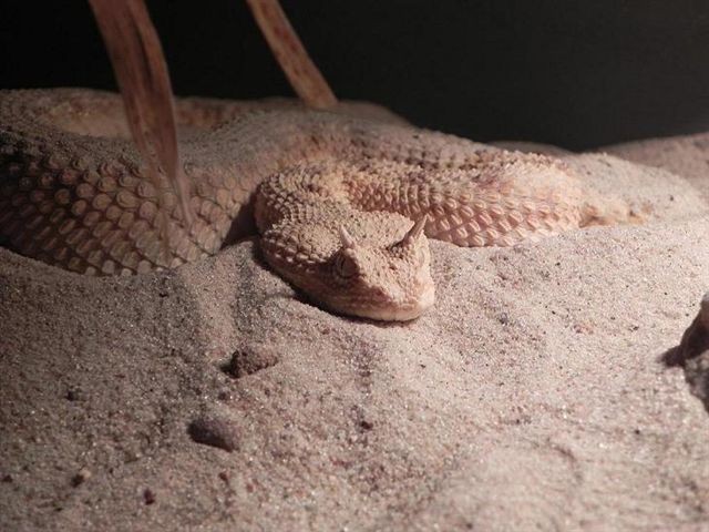 Słupsk: 30-latek miał w domu 4 gatunki niebezpiecznych węży
