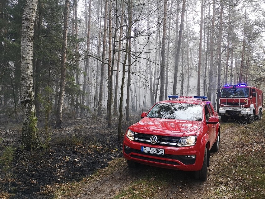 Pożar lasu w Żaglinach (zdjęcia)             
