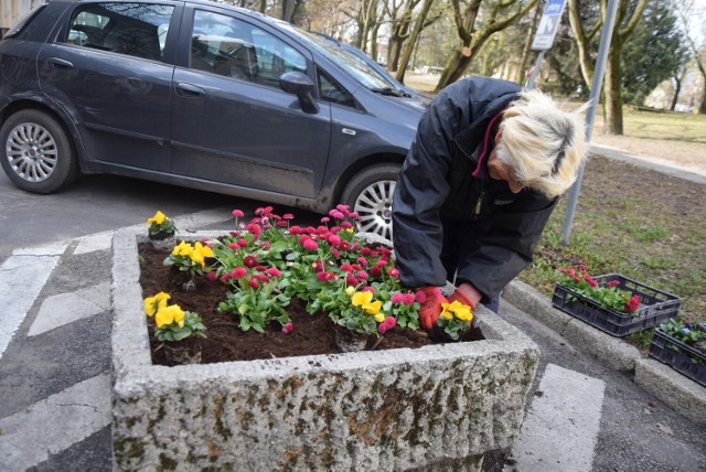 5 kwietnia na skwerze Wolności (patrz: zdjęcie) posadzono kilkaset kwiatów. Dziś spora ich część została skradziona.