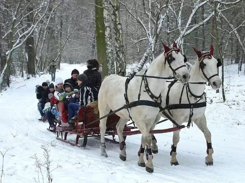 Na razie o takich kuligach, jak w poprzednich latach możemy...