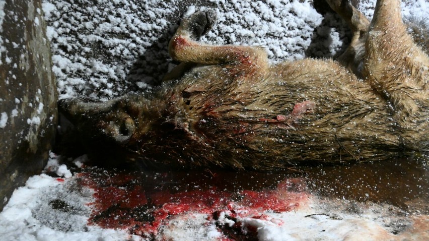 Wilk zastrzelony 19 listopada 2023 roku w okolicach Olchowca