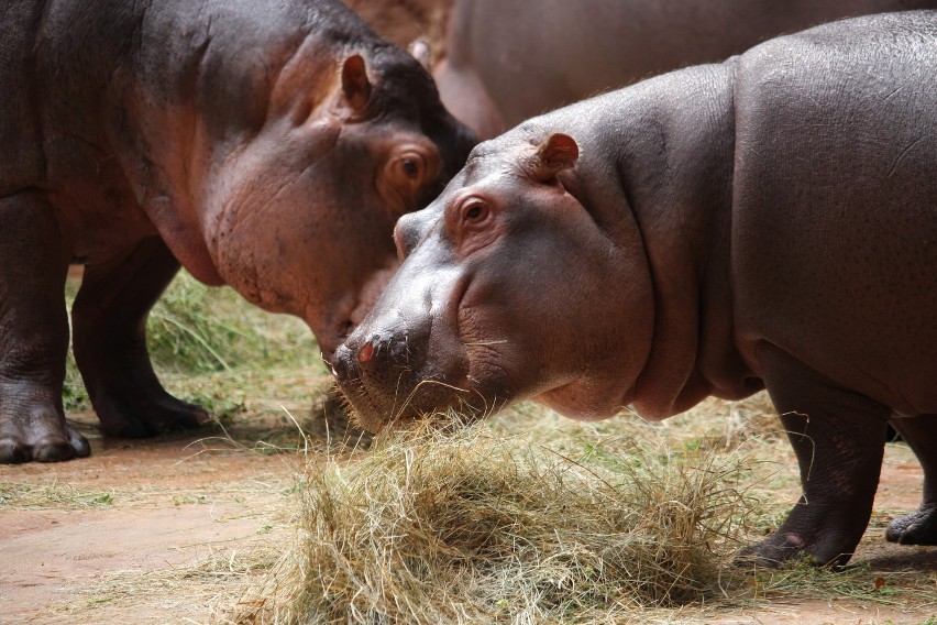 Wrocławskie zoo otwiera kolejne pawilony. Co i od kiedy można zwiedzać? [ZDJĘCIA]