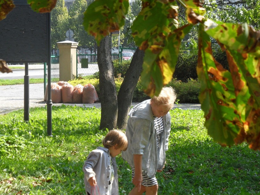 Częstochowa: Szkodniki niszczą piękne kasztany w Parku Jasnogórskim [ZDJĘCIA]