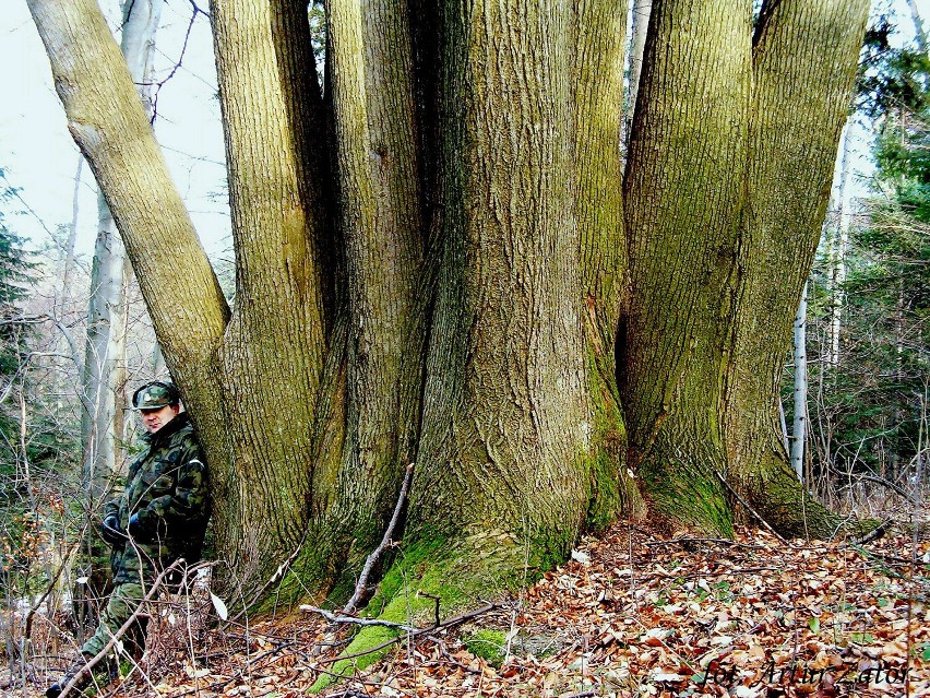 Niesamowite drzewo rośnie na zboczu góry Przedziwnej w Iwoniczu-Zdroju. Nazwano je "Hydrą". Ta lipa ma 120 lat i 10 pni [ZDJĘCIA]