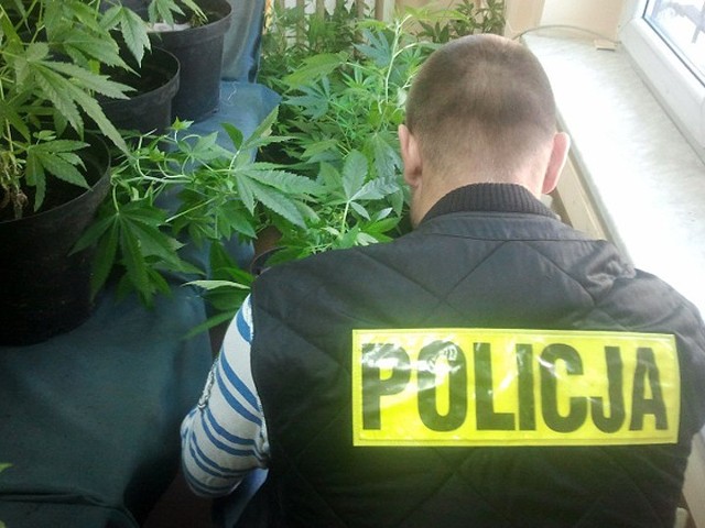 Policja w Kaliszu zatrzymała handlarzy narkotyków i zlikwidowała plantację konopi.