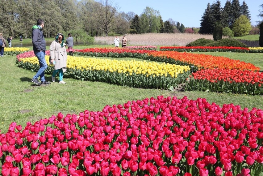 Kolekcja tulipanów 2023 w łódzkim ogrodzie botanicznym...