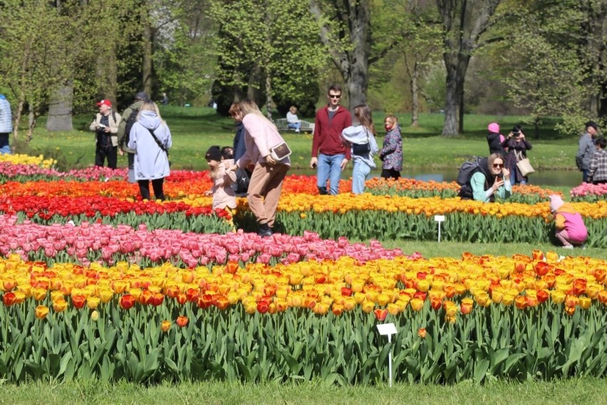 Kolekcja tulipanów 2023 w łódzkim ogrodzie botanicznym...