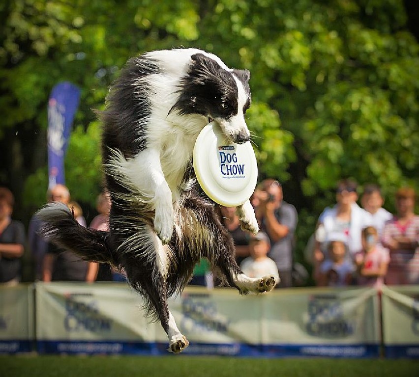 Latające psy - Akademia DOG CHOW. Warsztaty dla psów i ich...