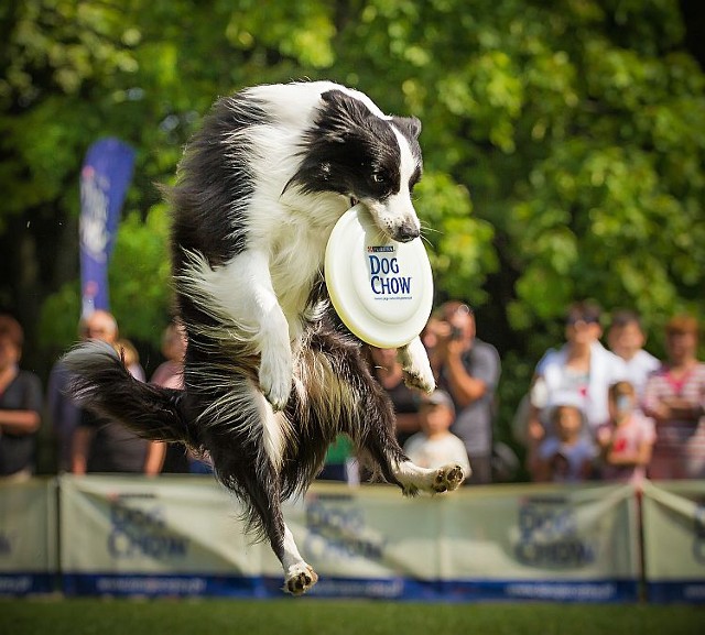 Latające psy - Akademia DOG CHOW. Warsztaty dla psów i ich właścicieli w podwarszawskich Starych Babicach