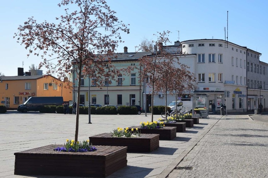 Wiosna w Wągrowcu. Rozkwitły kwiaty, pojawił się liście, robi się coraz cieplej. Czy w stolicy powiatu wągrowieckiego nie jest pięknie?