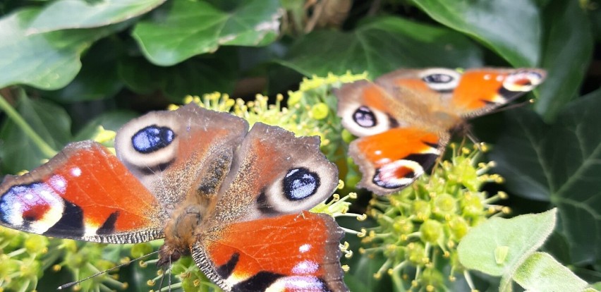 Motyli  bajkowy raj  na konińskiej  Starówce. zobacz te niesamowite owady [Foto]