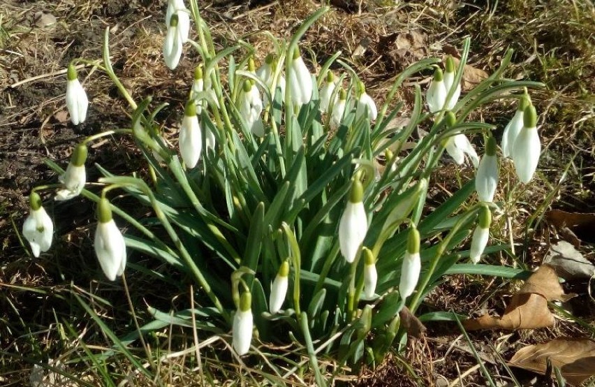 Wiosna, ach to Ty! Jak dobrze Cię widzieć... [FOTO]