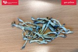 W sortowni pocztowej w Zabrzu znaleziono grzybki i susz roślinny w przesyłce z USA