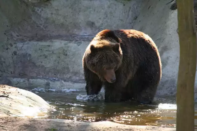 Do poznańskiego ZOO trafią niedługo cztery nowe niedźwiedzie. Nowe niedźwiedzie będziemy mogli podziwiać już tej jesieni. Niedźwiadki przyjadą do nas z Braniewa.