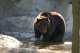 Nowe niedźwiedzie w poznańskim Nowym Zoo