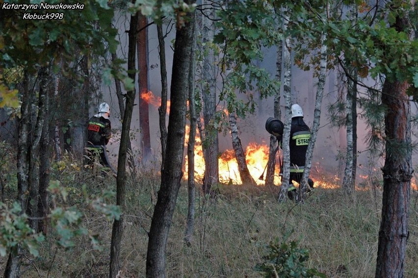 Krzepice: Pożary lasów