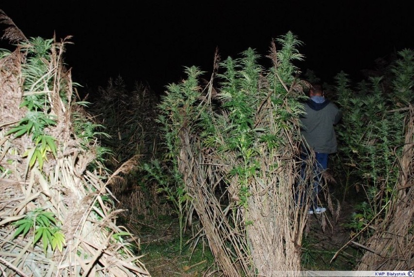 Płociczno: Nielegalna plantacja konopi [zdjęcia]