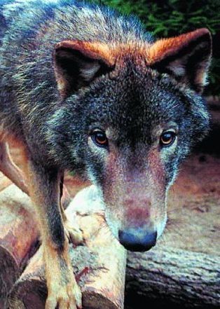 Puszcza Zielonka jest przystankiem na trasie migracji wilków