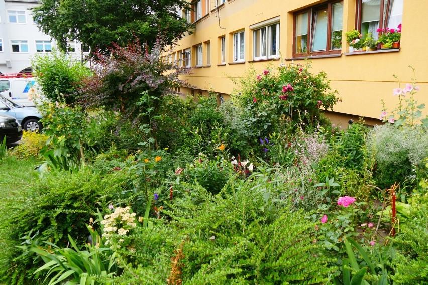 Wspaniałe ogrody pod blokami i kamienicami w Legnicy. Dzięki mieszkańcom te ogródki są zachwycające! Oazy spokoju w centrum miasta [ZDJĘCIA]