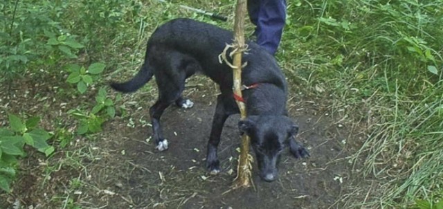 Pies został znaleziony w lesie w okolicach ul. Starostawskiej 20 lipca tego roku.