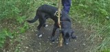 Sadysta, który przywiązał psa do drzewa w Nowej Soli ustalony. Stanie przed sądem