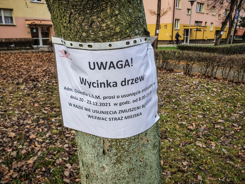 Wycinka drzew na Czechosłowackiej w Lesznie 21 grudnia 2021
