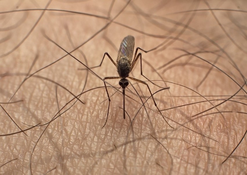 Spryskiwanie: Stosowanie środków przeciwko komarom, takich...