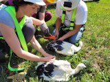 140 bocianów zaobrączkowano w trzech gminach powiatu gdańskiego oraz Gdańsku. Zobaczcie zdjęcia